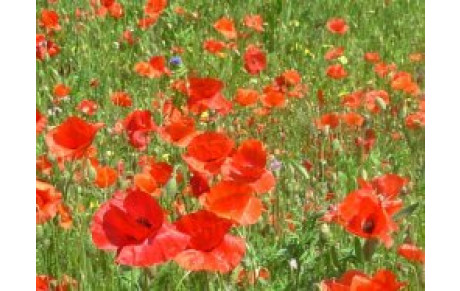 PHOTOS DE L'AG 2011 et du BAD NIGHT sont  en ligne